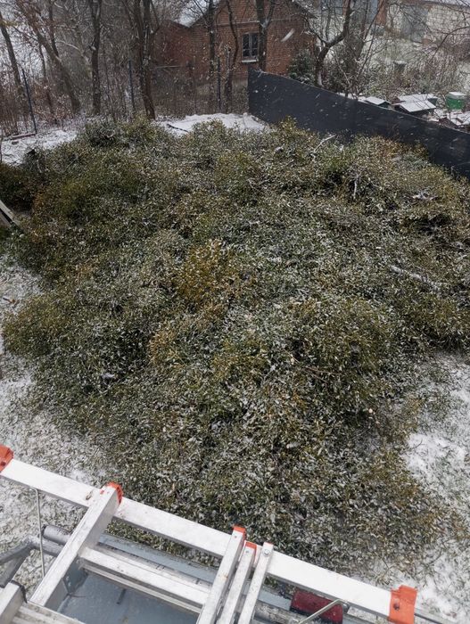 Jemioła  duze ilości