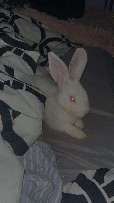 Oddam króliczka w dobre ręce