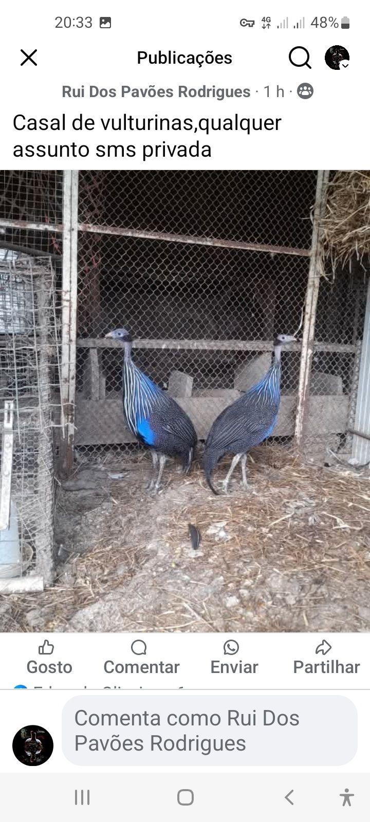 Casal de vulturinas,aves da familia das fracas, galinha de angola