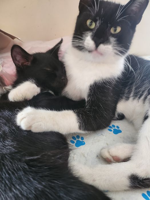 Bonifacy. Roczny kocur do Adopcji