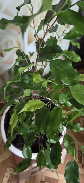 Фикус Голоден монік