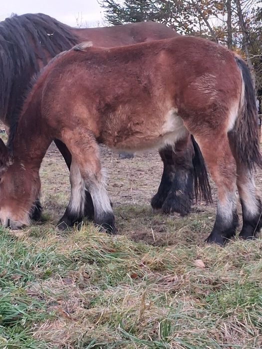 Klacz/Źrebica zimnokrwista /koń /konie