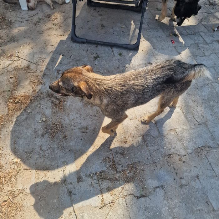 Zoja do adopcji.