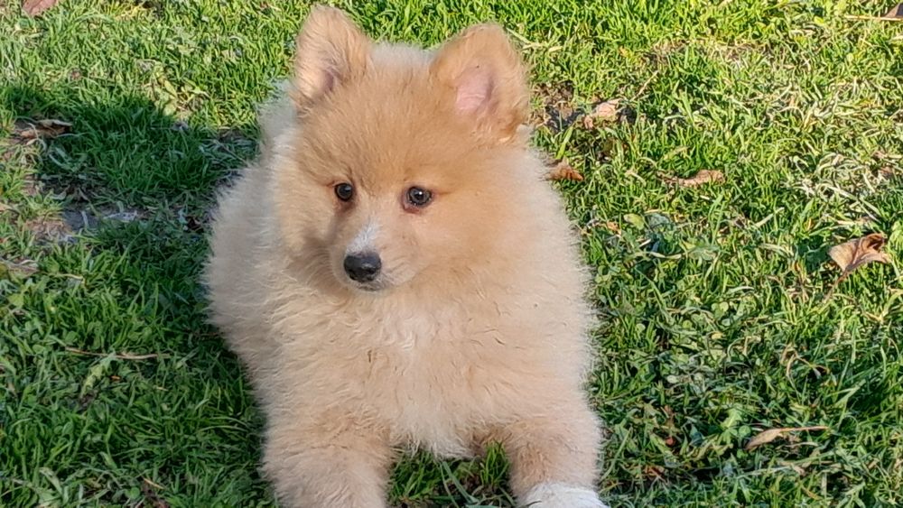 Szpic Średni szczeniak