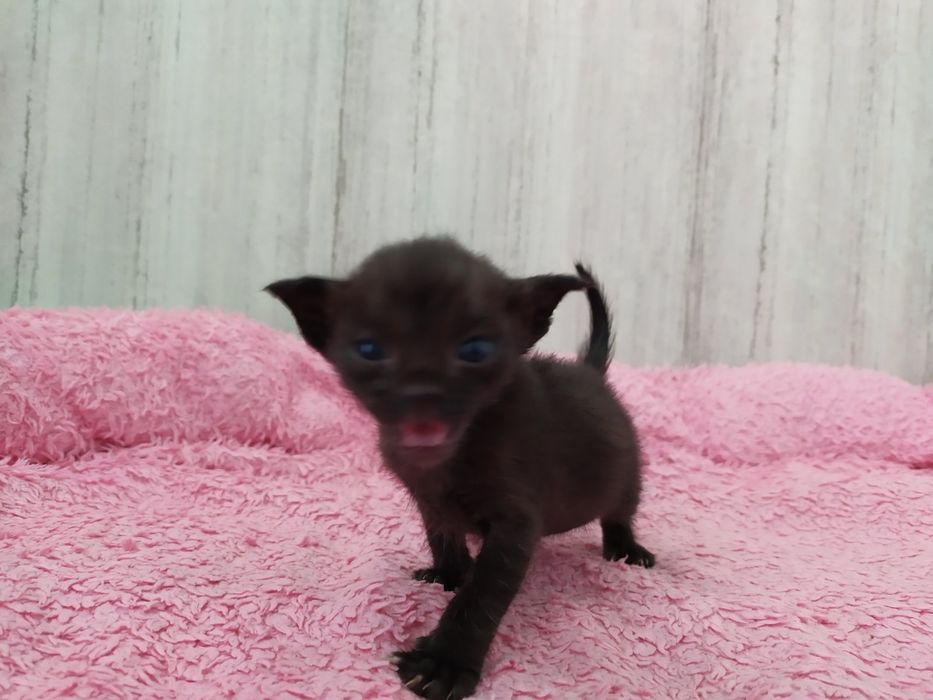 Бурма, бурманские котята