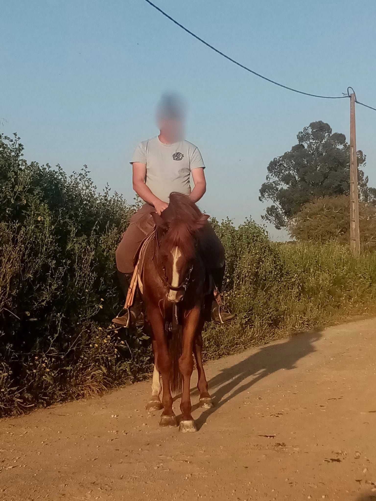 Cavalo com 7 anos