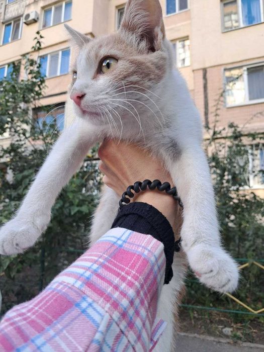 Кошеня дівчинка вишуканого біло-рожево-помаранчевого забарвлення в