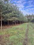 Земельна ділянка в лісі під Полтавою в котеджному містечку GREEN TOWN