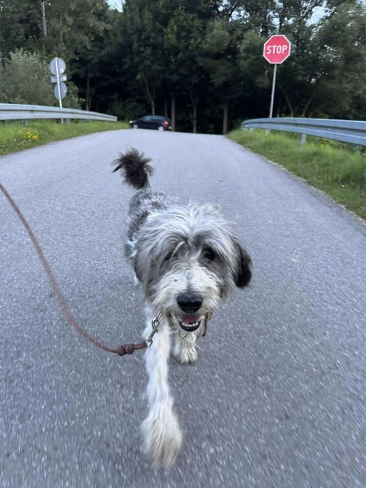 Mądry i wierny Ozi szuka swojego miejsca na świecie