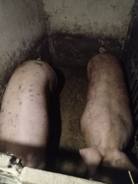 Продаю  тушки, півтуші, четвертини свиней