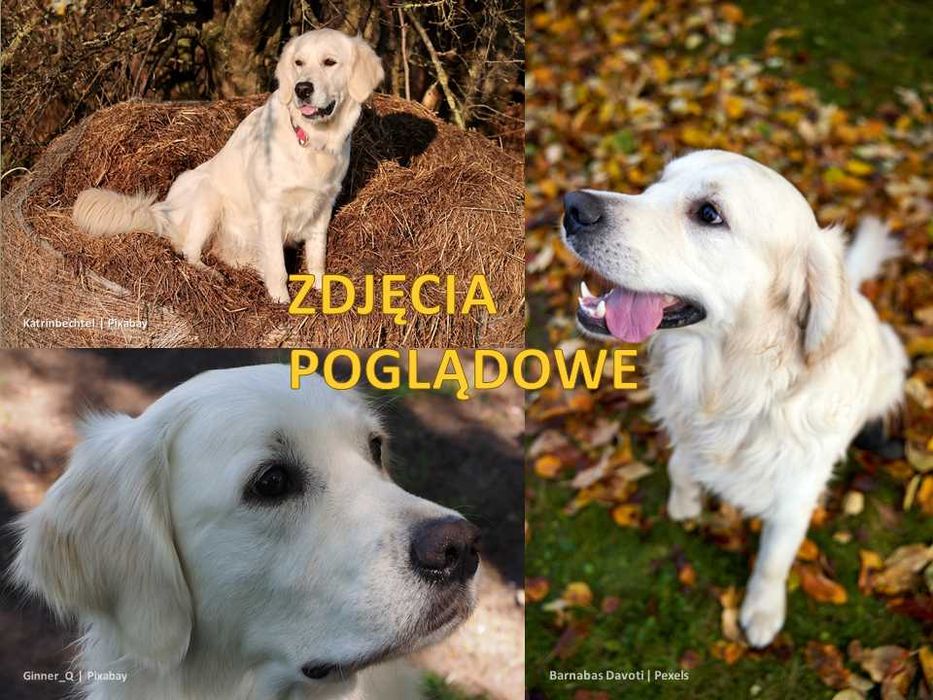 Suczka GOLDEN RETRIEVER, Aria - nadal poszukiwana!!! (nagroda)