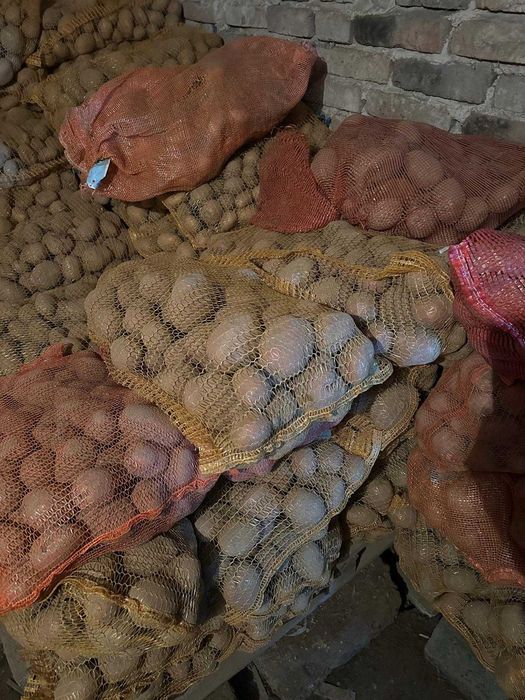 Ziemniaki Belaroza bez chemii, tradycyjna uprawa! Lusina k. Kraków