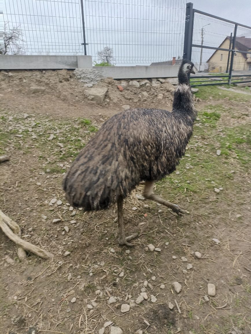 Sprzedam strusie emu.