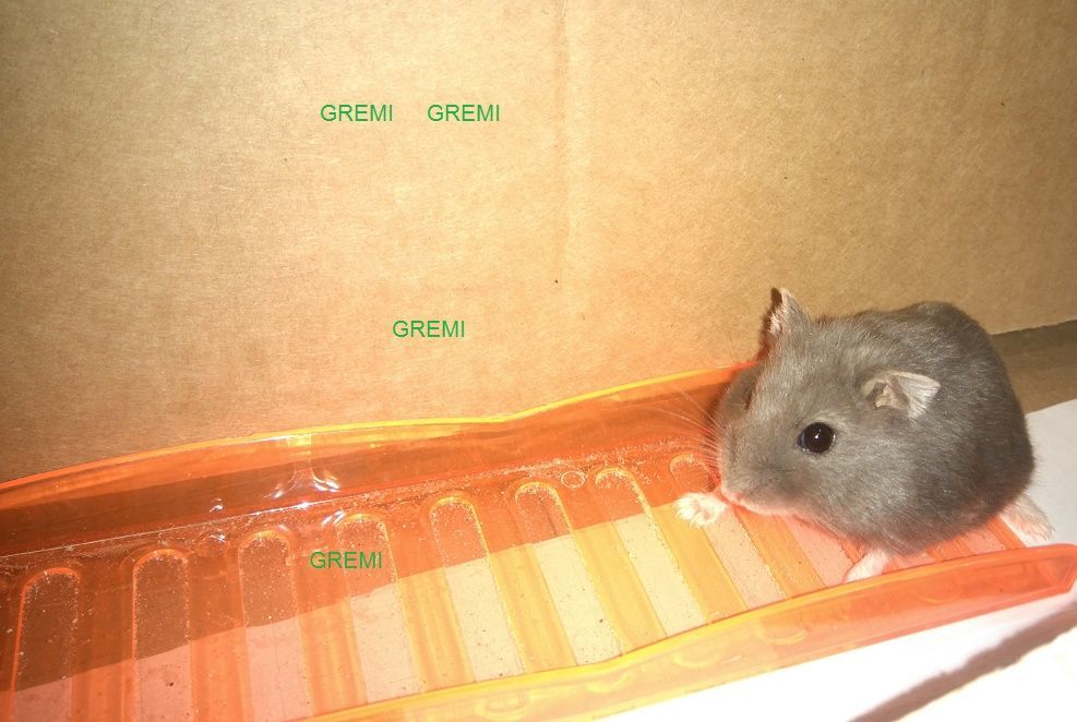 Młode Chomiki Dżungarskie chomik Białystok