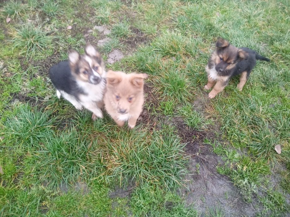 Oddam pieski za darmo