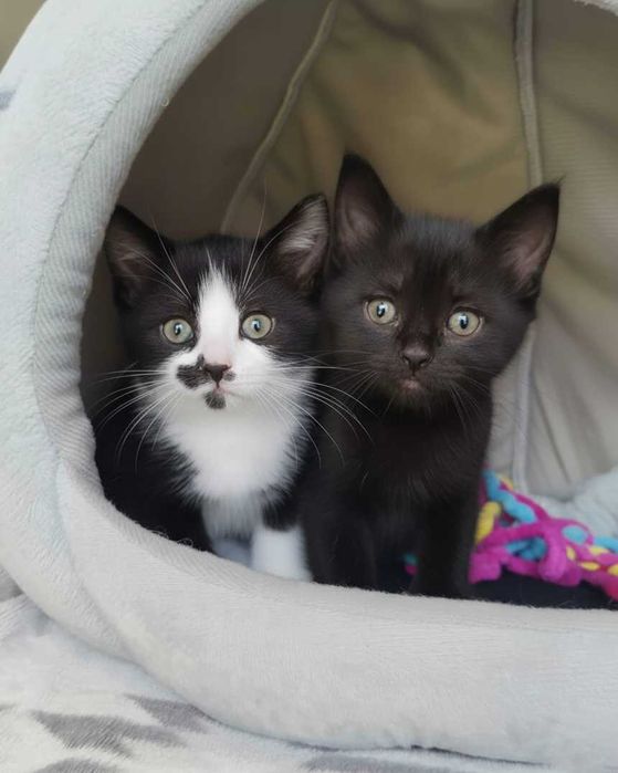 Setúbal / Margem Sul / Lisboa — FELIX e KURO*, gatinhos para adoção