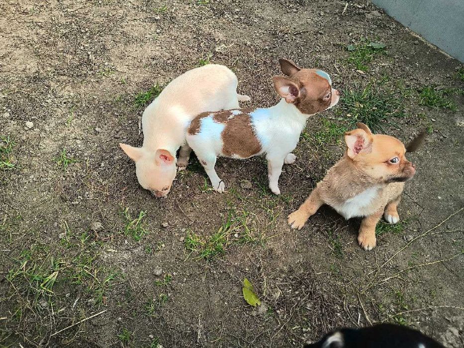 Чихуахуа дітки, хлопчики