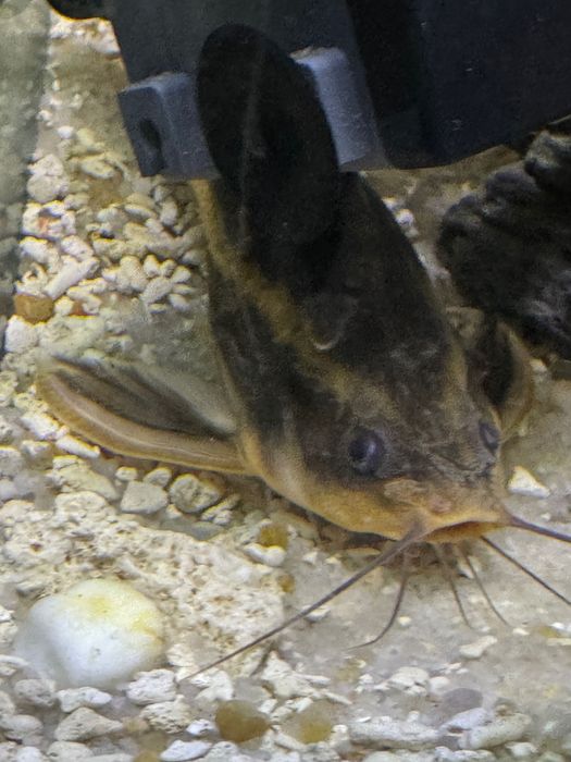 Limpa vidros, peixes