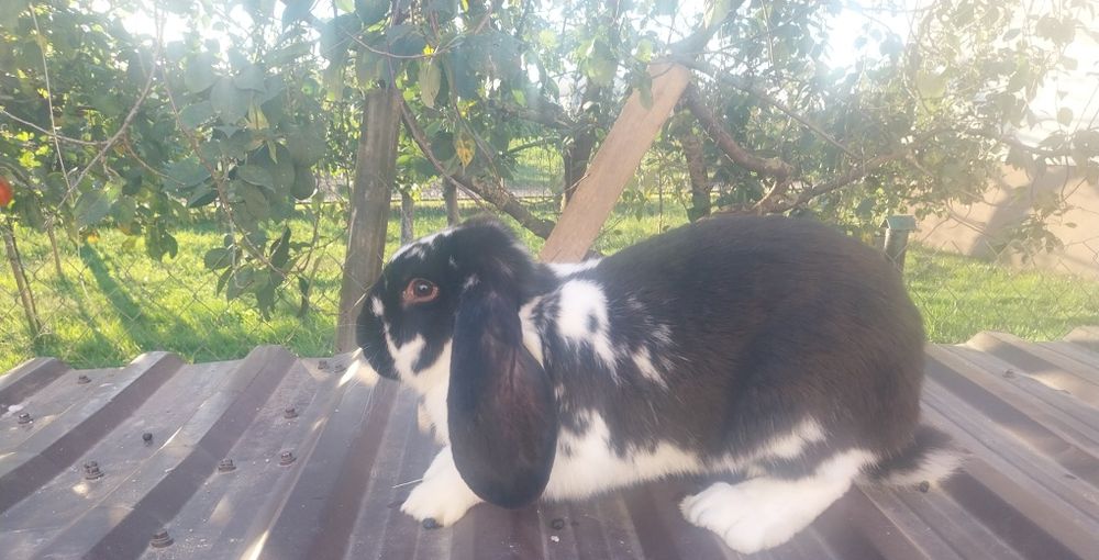 Sprzedam króliki samce