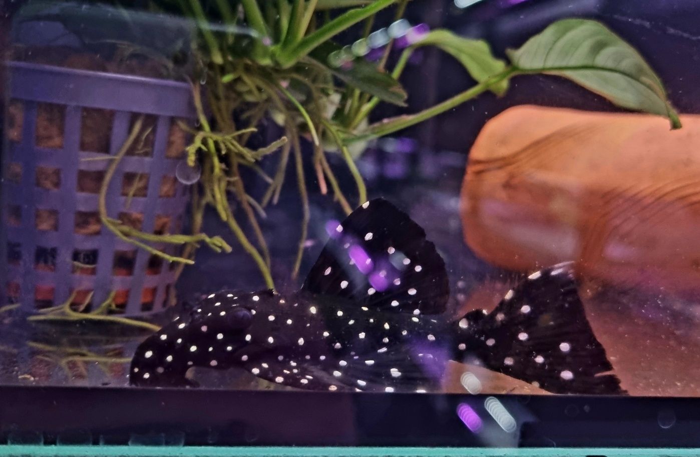 Zbrojnik L240 (Leporacanthicus sp.) F0