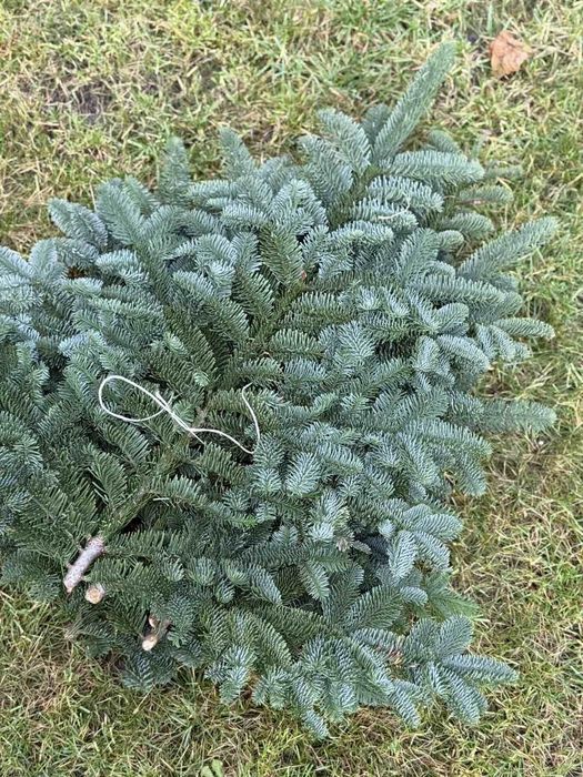 Продам Нобіліс привезений з Данії