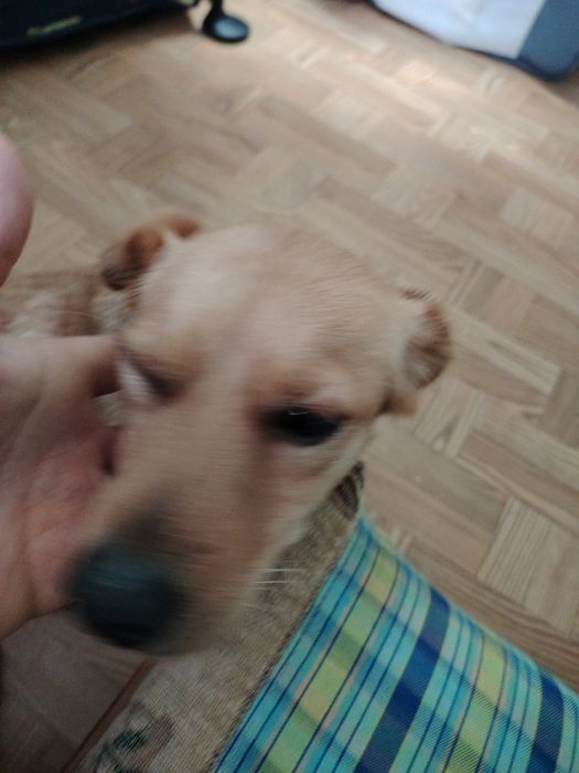 Oddam suczke w dobre ręce