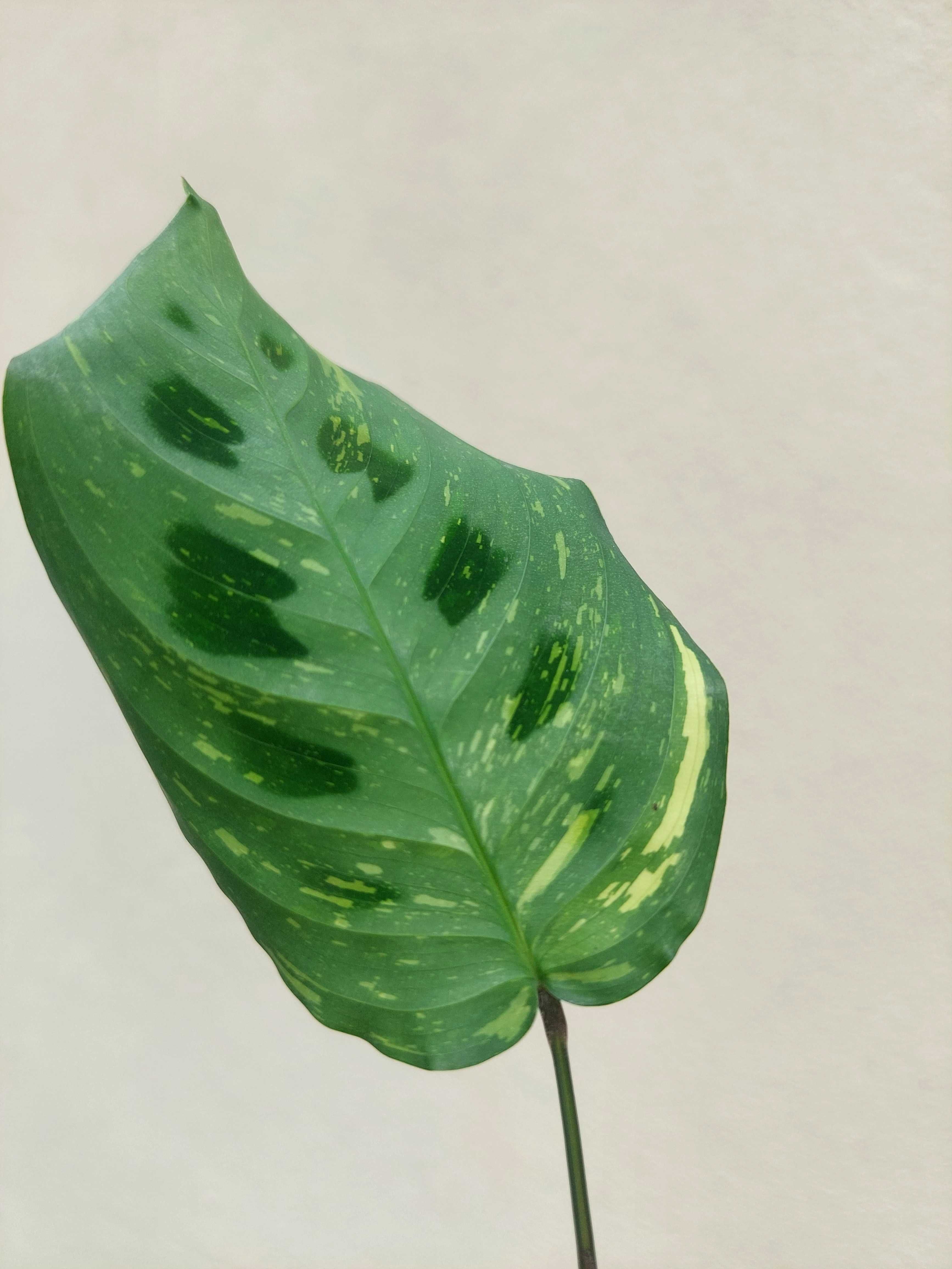 [Planta] Maranta leuconeura kerchoveana variegata