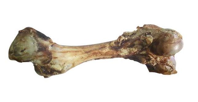 Kość duża wołowa (GNAT)