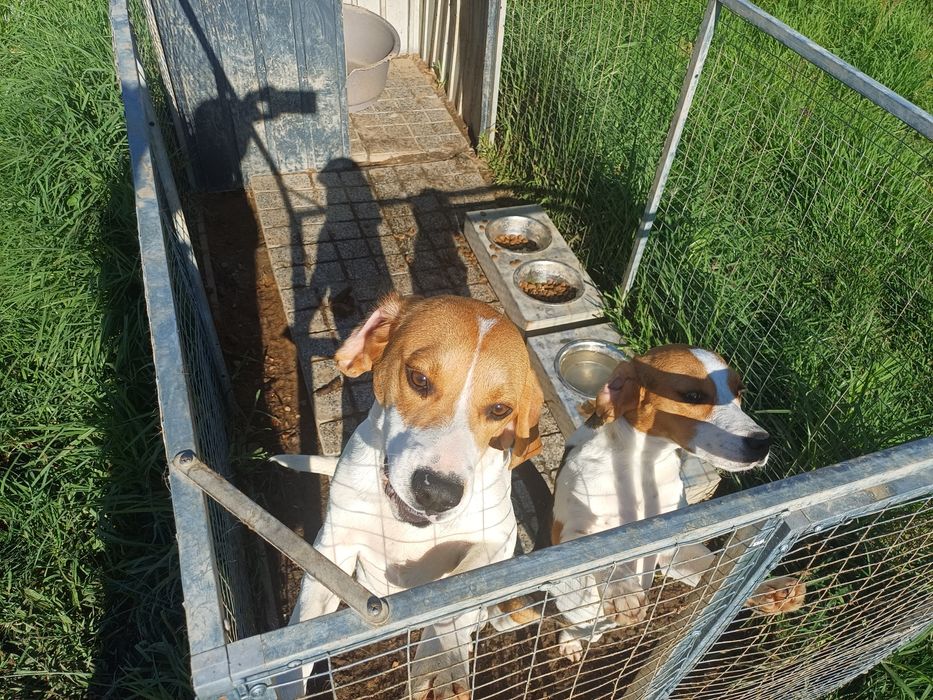 Casal beagle para adoção