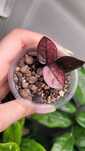 Zamioculcas  / Zamiokulkas Raven Pink variegata