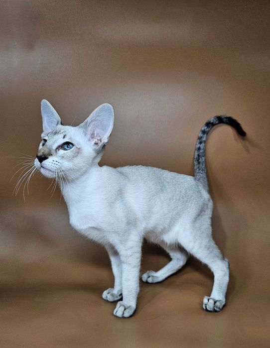 Ориентальный котенок сиамский мальчик Anchous ориентал