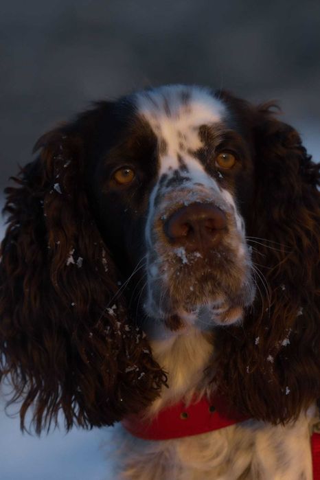 Springer Spaniel Angielski (ZKwP, FCI)