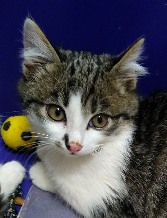 Отдам котёнка-девочку