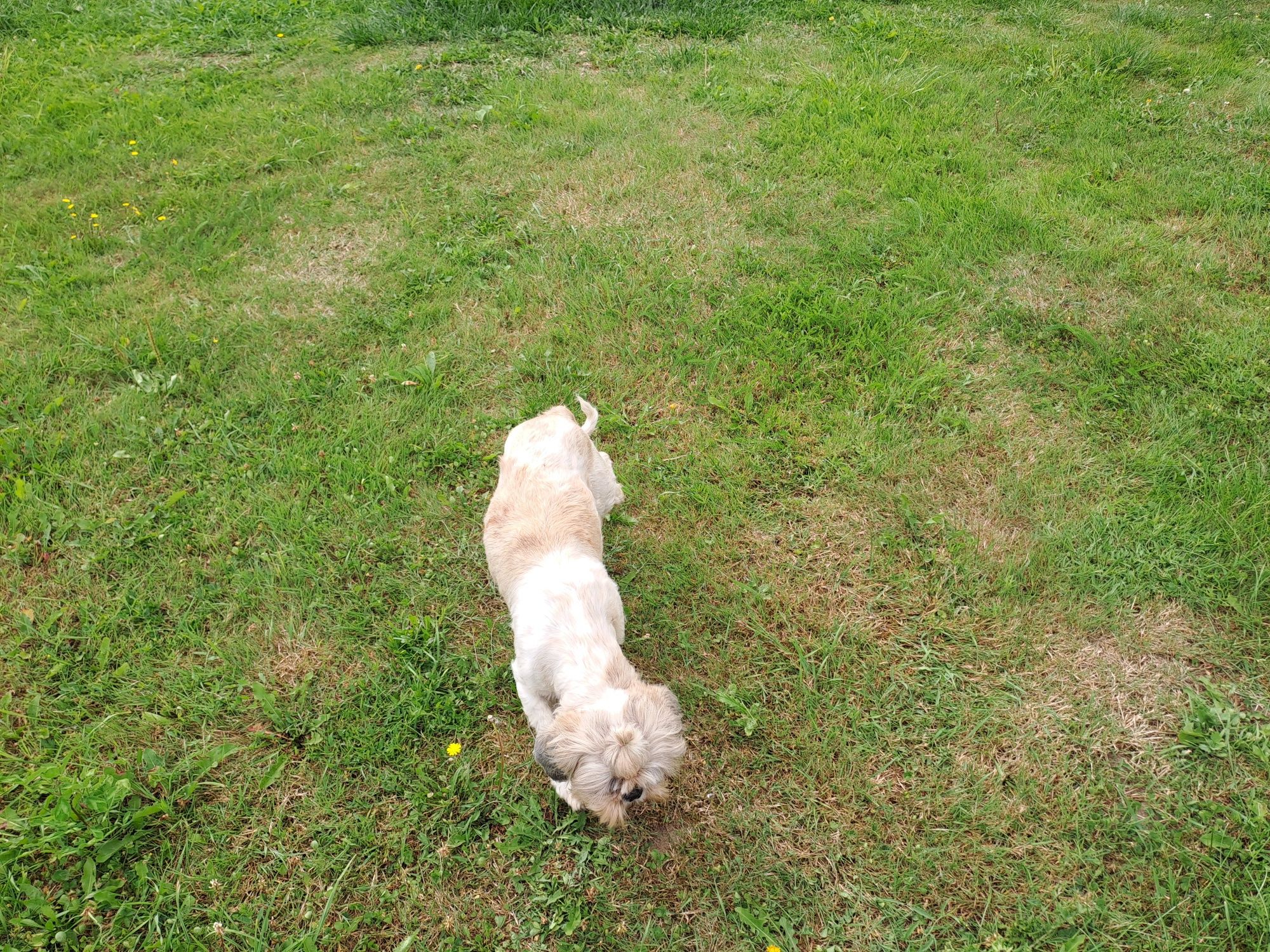 Shih-tzu suczka dorosła