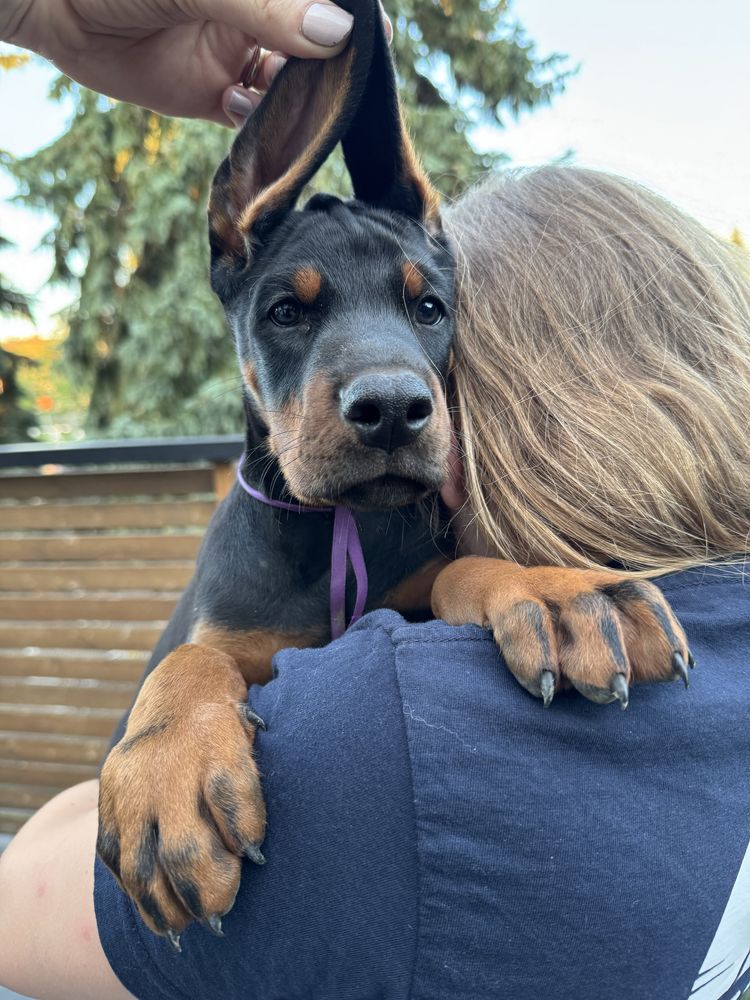 Doberman FCI piesek