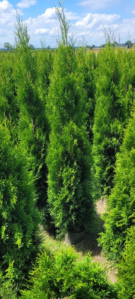 Tuja Smaragd 120 cm Dostawa gratis brabant laurowiśnia bochnia