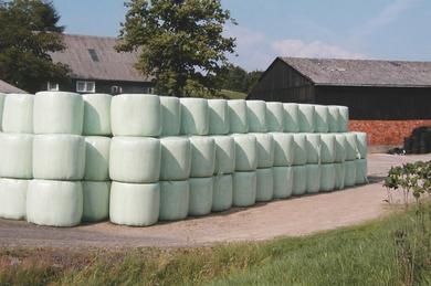 BELE Z kukurydzy BELE z wysłodki kiszonka kukurydzy kukurydza