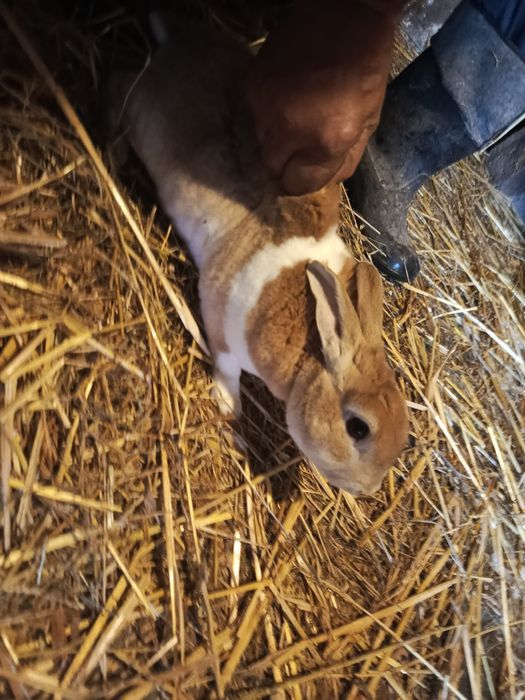 Sprzedam samce i samice