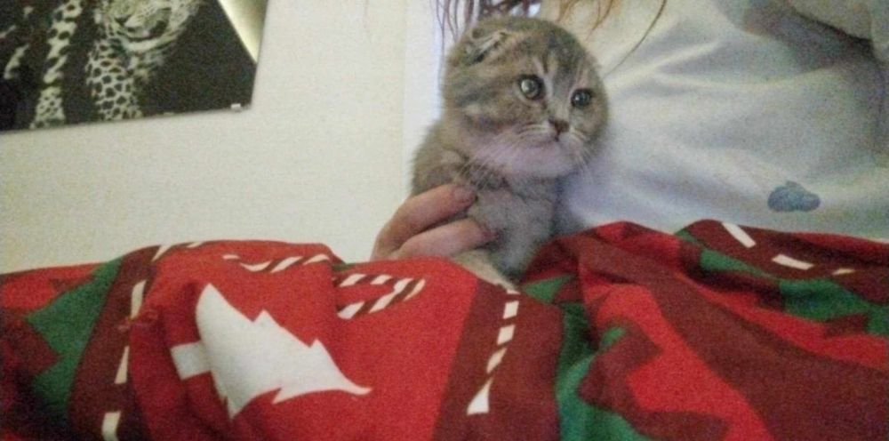 Piękny kocurek szkocki kłapouchy