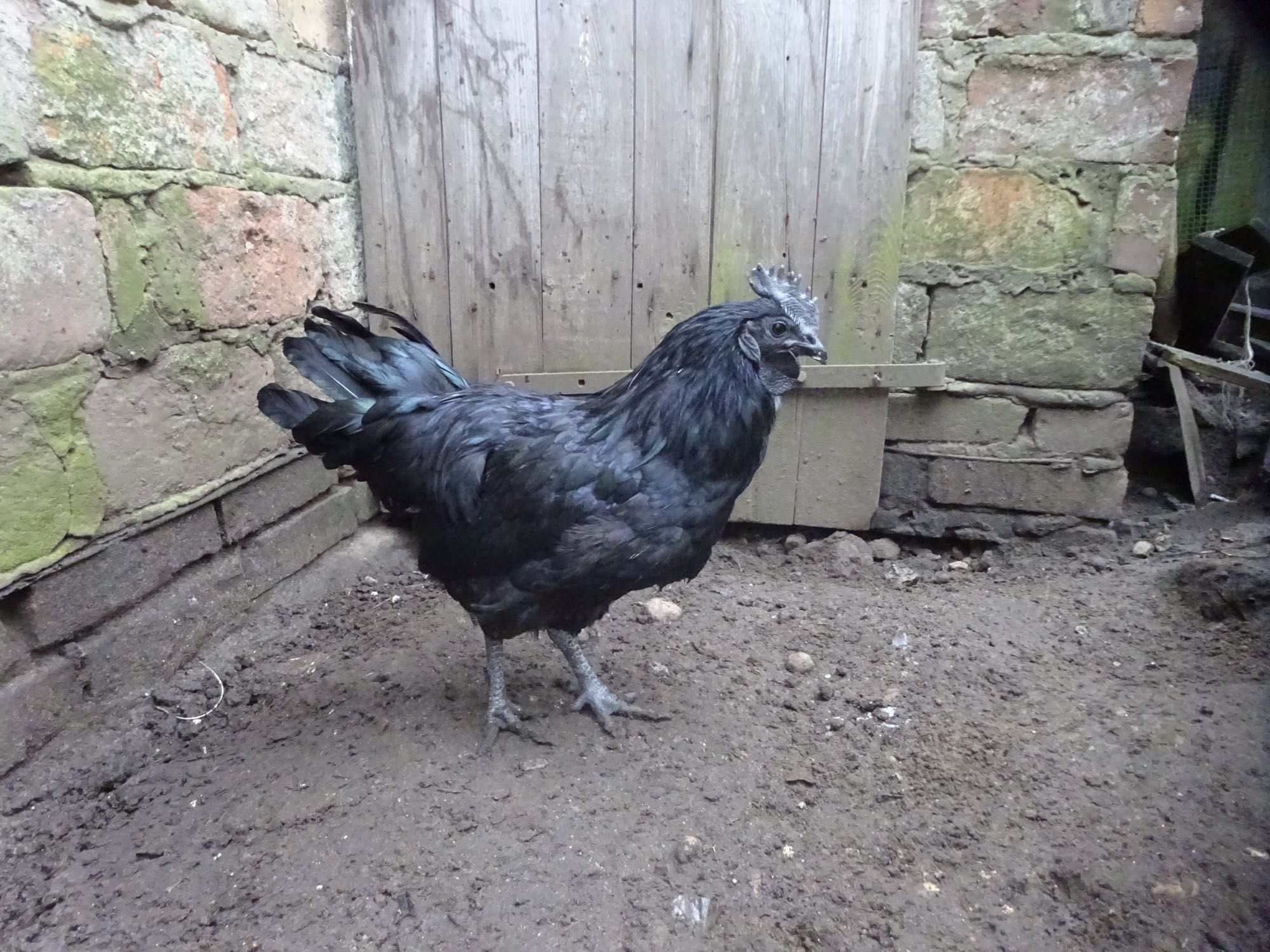 Ayam Cemani - młody kogut