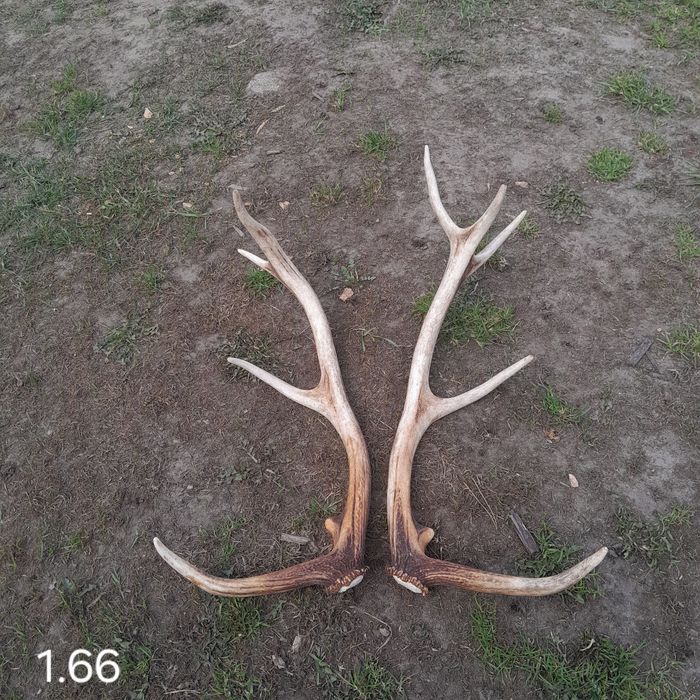 Para zrzutów jelenia zrzuty roki poroże.