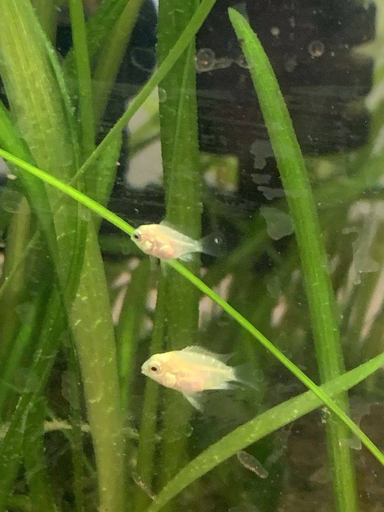 Papagaio anão albino crias  2€