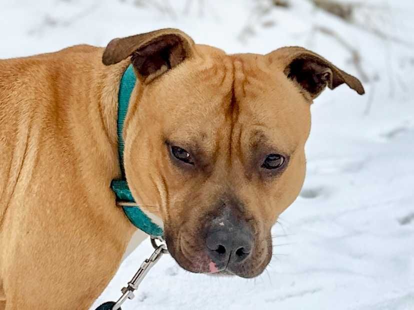 Odebrany ze skrajnie złych warunków pitbull Roki szuka domu