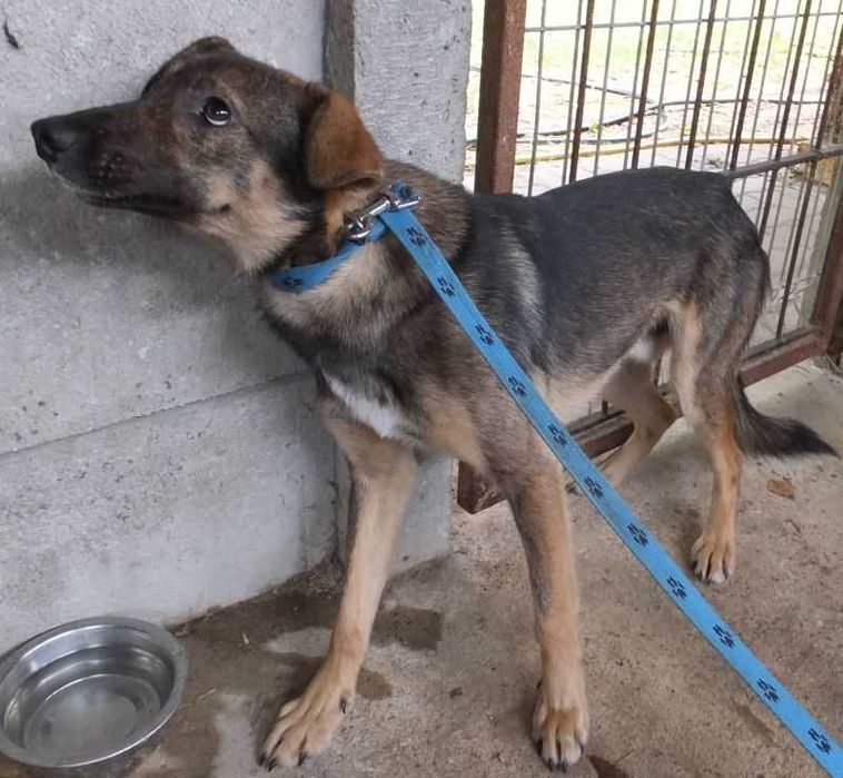 PATYK wilczasty, młody pies , średni do adopcji