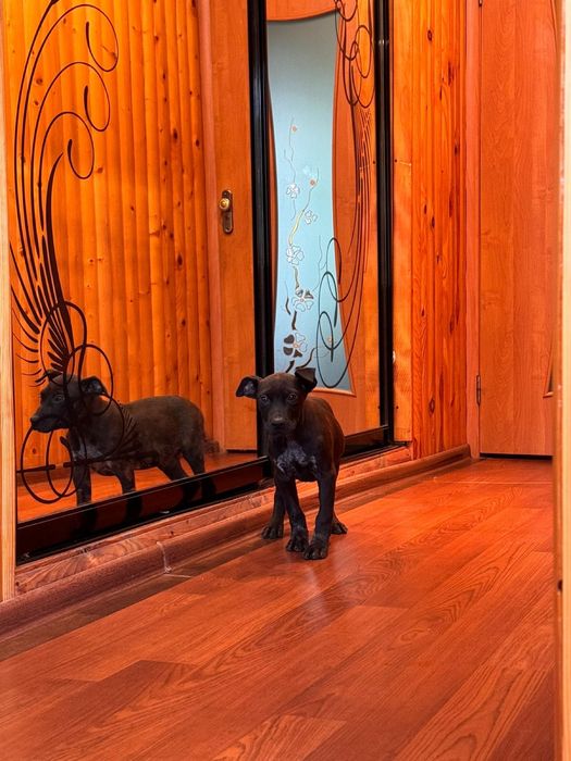 Неймовірний хлопчик Амст