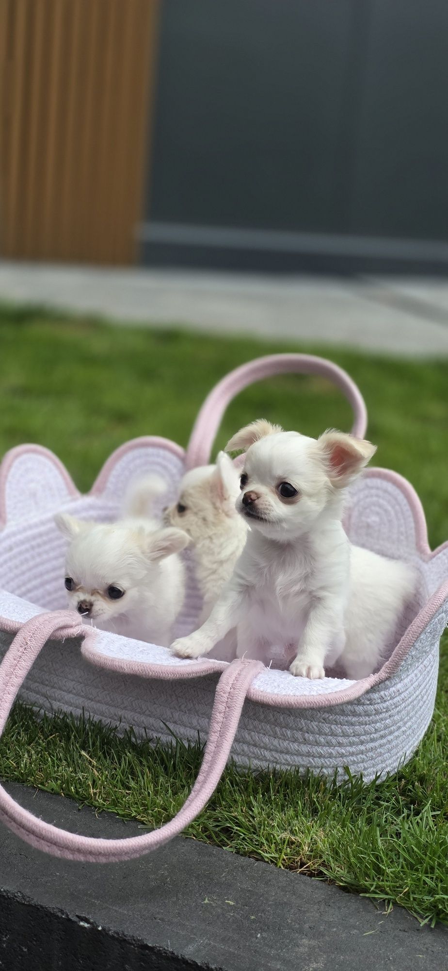 Sprzedam pieska chihuahua ZKwP FCI
