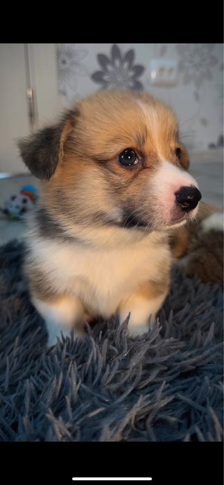 Вельш Корги Пемброк