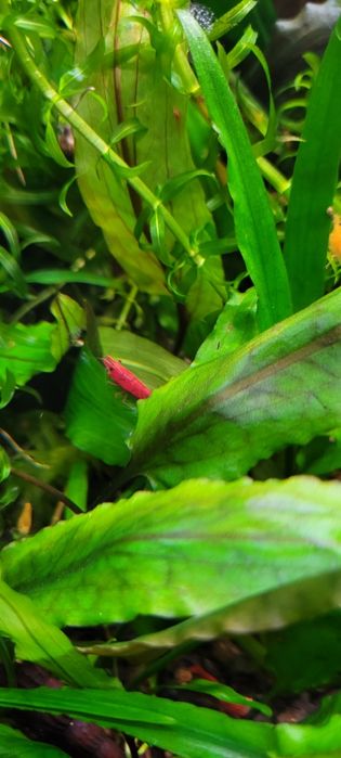 Sprzedam krewetki  czerwone super wybarwione