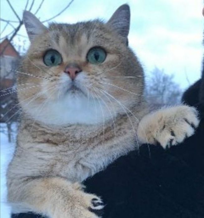 Золотой красавчик на вязку