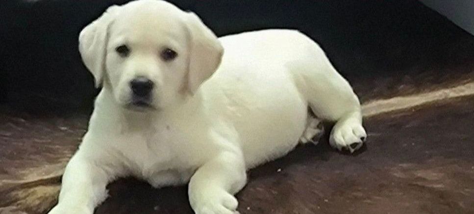 Білий Мішка Лабрадор Ретрівер цуценята з Документами Доставка Німечину